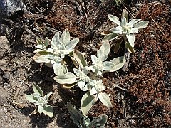eremocarpus setigerus